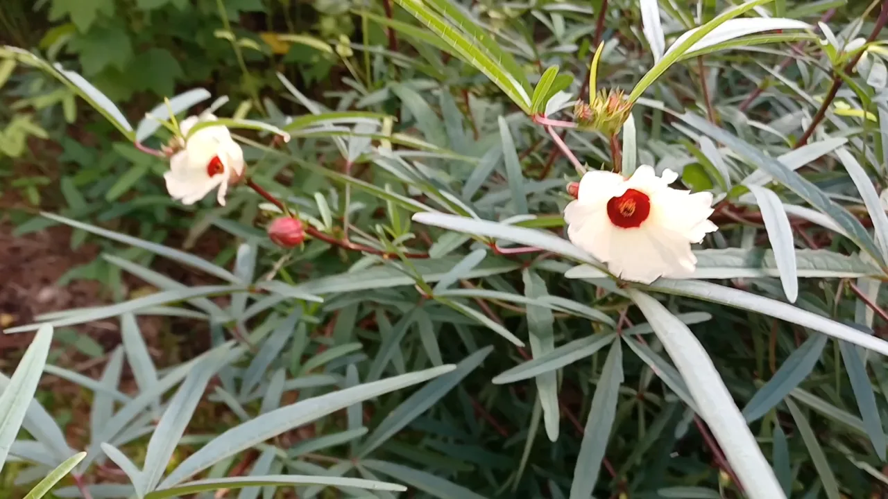 Roselle flowers and buds on a mature plant in Florida