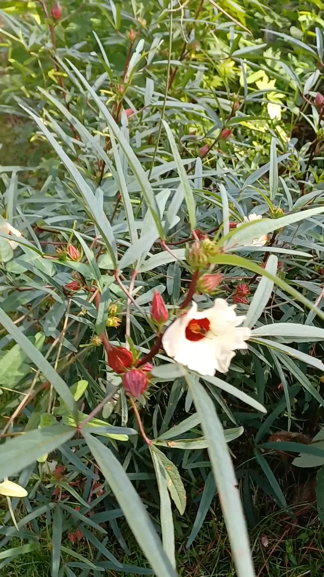 Roselle flowers and developing calyces on a Florida plant
